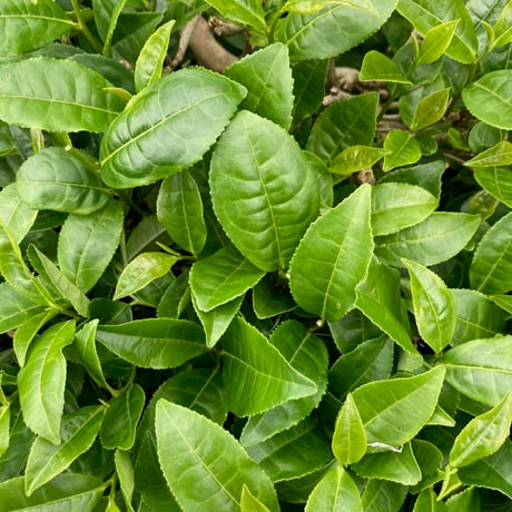 宮崎品種-みなみさやか紅茶-30g