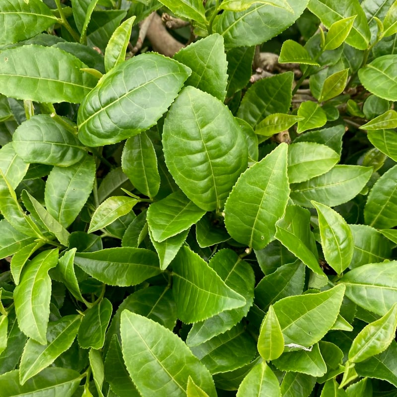 【とも様】専用・3点まとめ買い（1/2）①茶300ｇ×2袋≪同時購入割特価≫ 宮崎品種-みなみさやか煎茶-50g | 宮崎県新富町オーガニックお茶農家