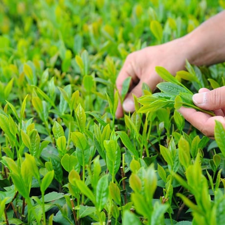 【満月茶ほうじ茶】満月に摘んだお茶のほうじ茶