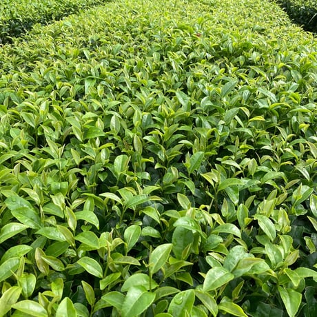 かなやみどり紅茶-30g