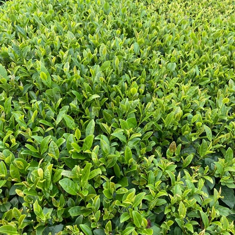 在来種 紅茶-30g