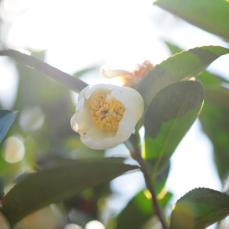 飲める素材だけで作った入浴茶「ほっこり茶の湯-じんわり」