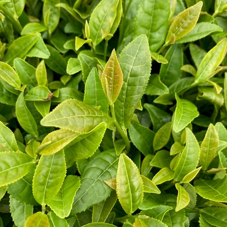 在来種 紅茶-30g