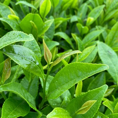 宮崎品種-やまなみ焙じ茶-30g