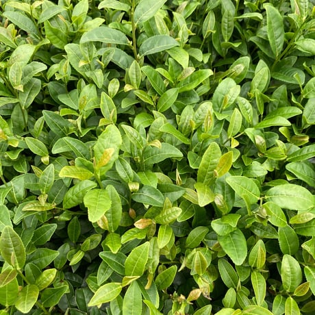 在来種 紅茶-30g