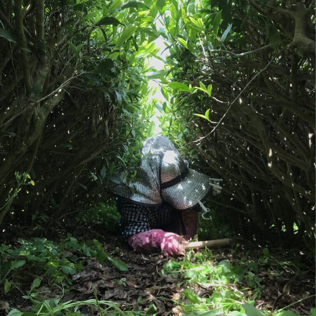 宮崎県新富町オーガニックお茶農家「もりもっ茶」と「みどりとすずめ