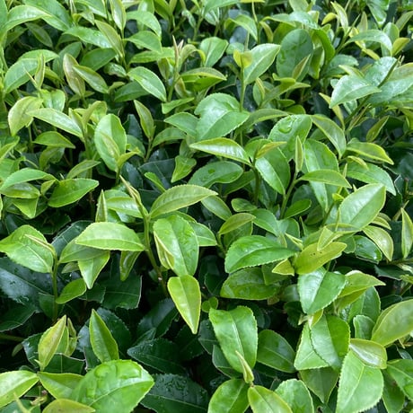 かなやみどり紅茶-30g