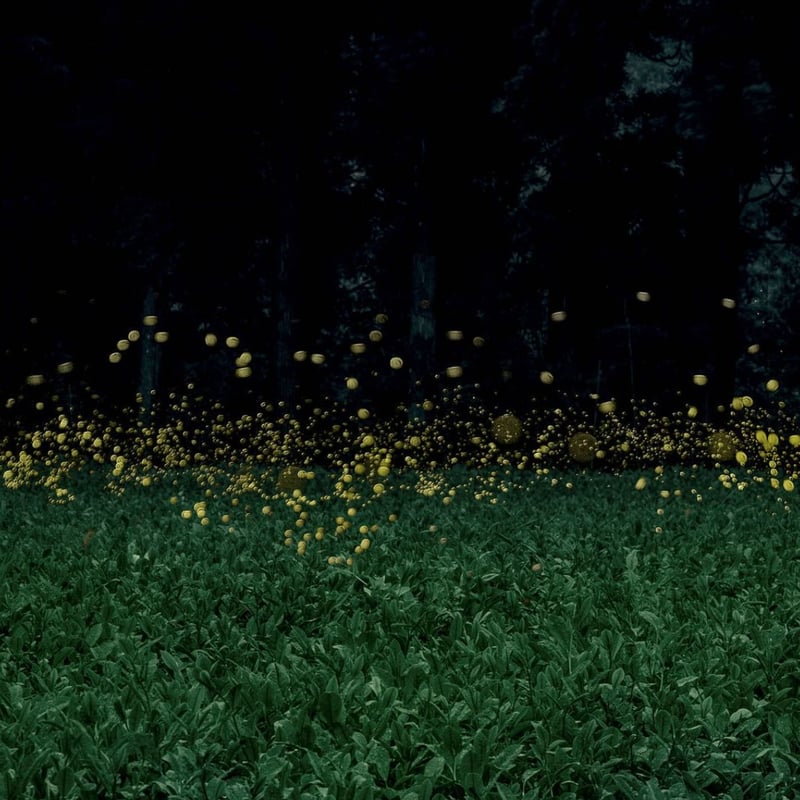 蛍茶屋さま専用 姫ほたる茶2パック入】ほたるが舞う | 宮崎県新富町オーガニックお茶