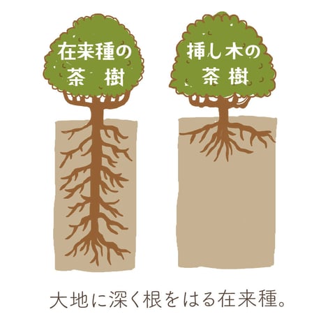 【在来 ほうじ茶（ティーバッグ）】日本古来の在来種の茶葉