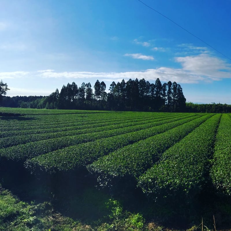 宮崎品種-やまなみ煎茶-50g | 宮崎県新富町オーガニックお茶農家「もり