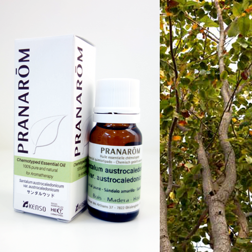 【みいるさま】PRANAROM 西インドサンダルウッド （アミリス）10ml サンダルウッド [10ml] | perfume onlineshop