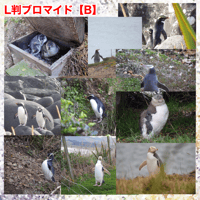 L判 野生のペンギンブロマイド１０種【B：NZペンギン】