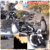 L判 野生のペンギンブロマイド１０種【A：マゼラン】