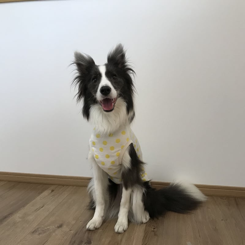 レモン　4枚 pokka sapporo ポッカサッポロ レモン果汁を発酵させて作った