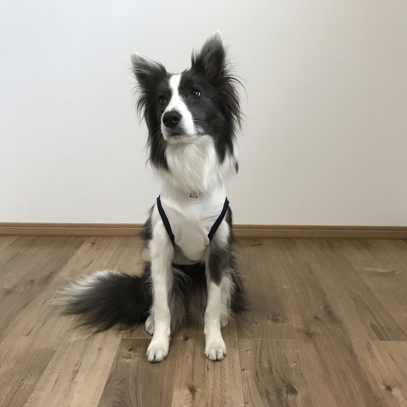 接触冷感・消臭】クールタンク（ボーダー・エアフォース） | azuzu fabrica