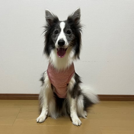 サッカーボーダー  の柄無し