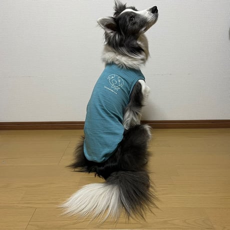 パピーボーダー