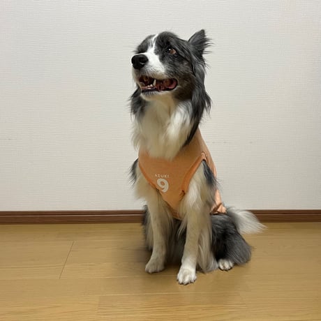 サッカーボーダー  の柄無し