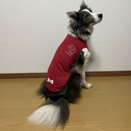 パピーボーダー