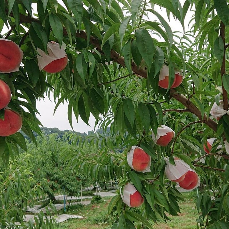 長野県のモモの代表格!!【川中島白桃】5kg | 神田果樹園