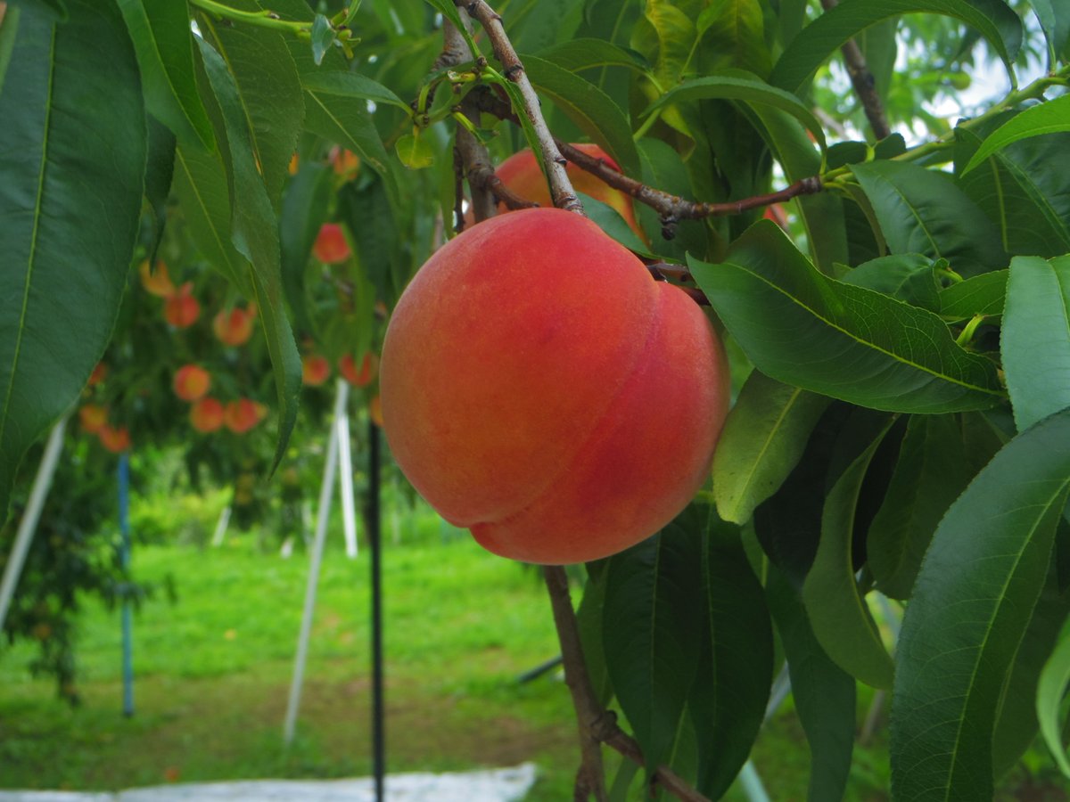 送料無料‼︎黄金桃✖️半熟桃mix 各3kg以上 送料無料‼︎黄金桃✖️半熟桃mix 各3kg以上 - メルカリ