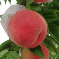 長野県のモモの代表格!!【川中島白桃】5kg