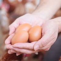 放し飼いたまご ecocco 小粒 30個入り