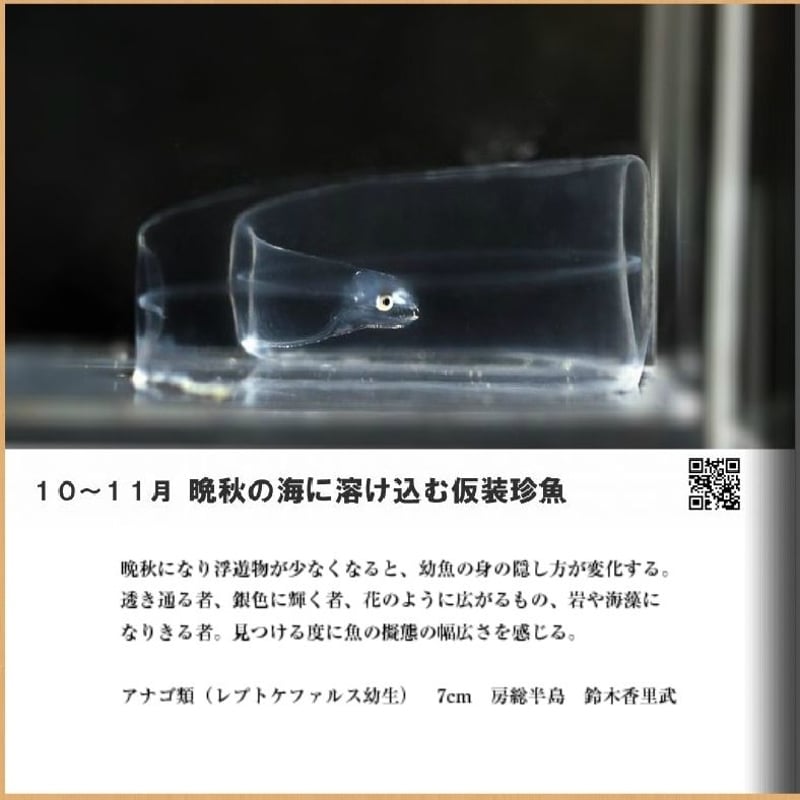 海あそび塾フォトブック1 季魚図鑑～漁港の珍幼魚・関東編～（鈴木