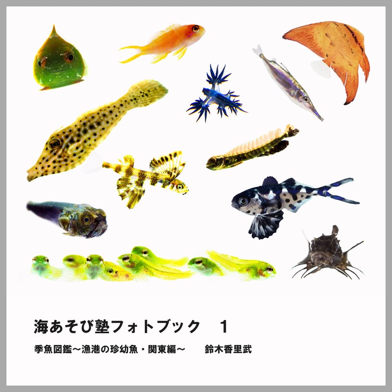 海あそび塾フォトブック1 季魚図鑑～漁港の珍幼魚・関東編～（鈴木