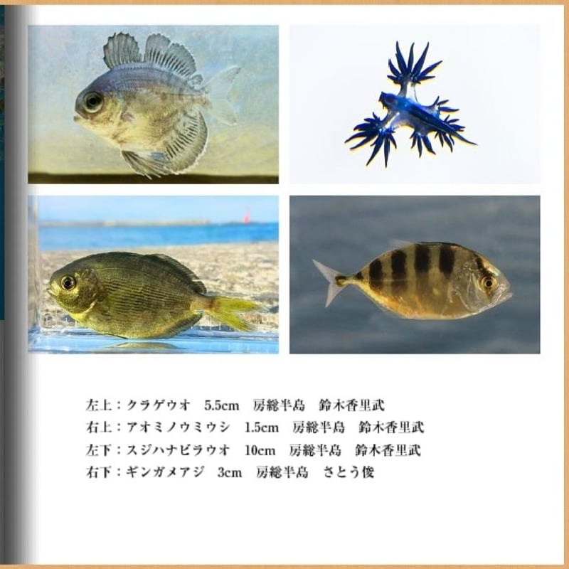 漁譜大図鑑 皇和魚譜：図書資料デジタルアーカイブ