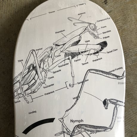 D.O.A. Jimmy Chung "Mantis"