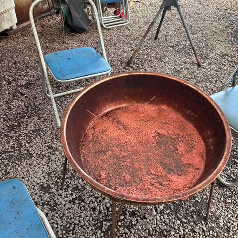 裏面傷ソテツ 奄美大島 耐寒性 裏面傷❗️ 裏面傷ソテツ 奄美大島 耐寒