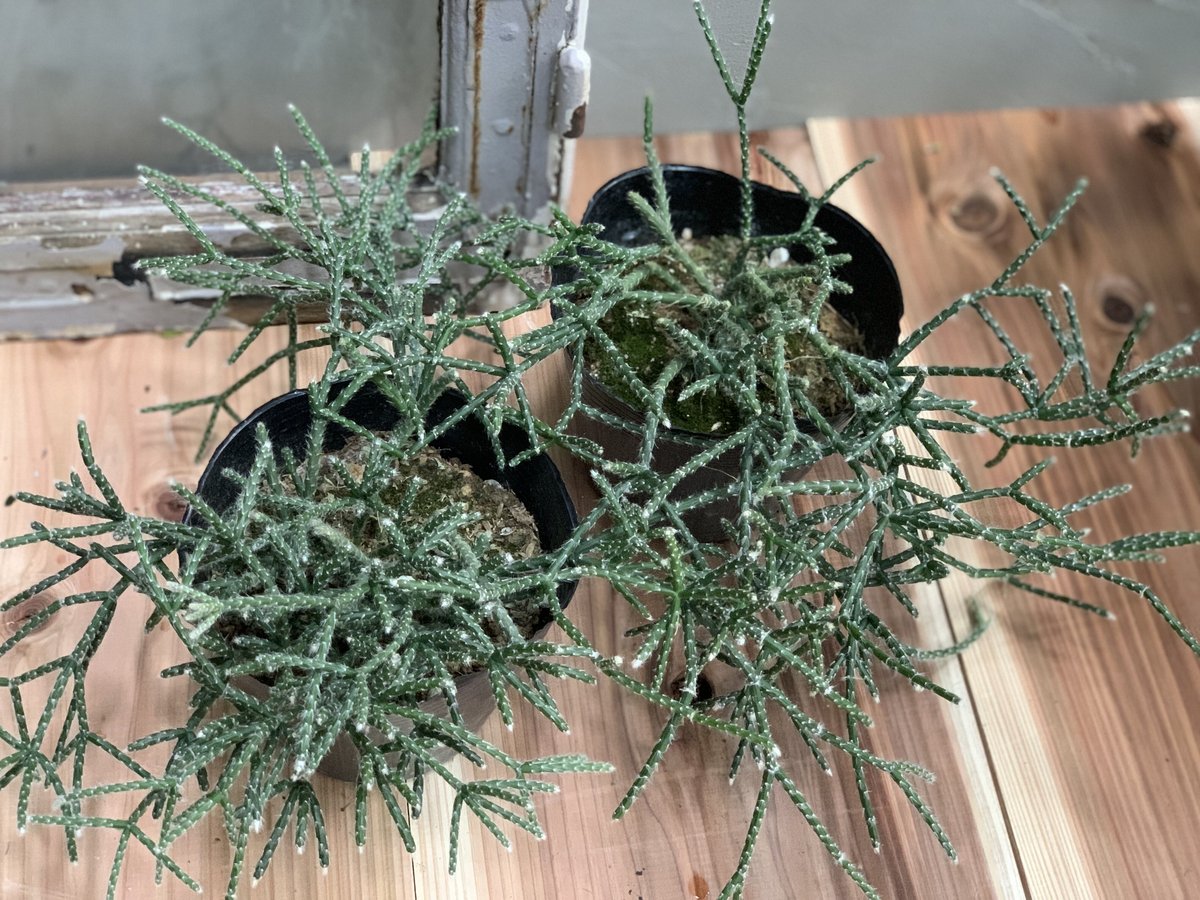 観葉植物 リプサリス フロストシュガー | kiccorie