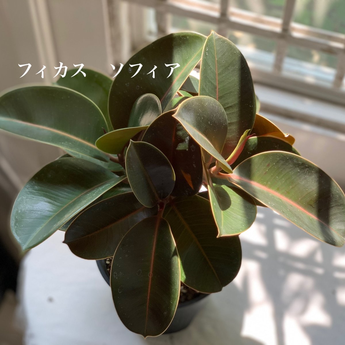 フィカス 観葉植物 PLANCHU 観葉植物 フィカス ジン 6号鉢 受け皿付き 育て方説明書付き