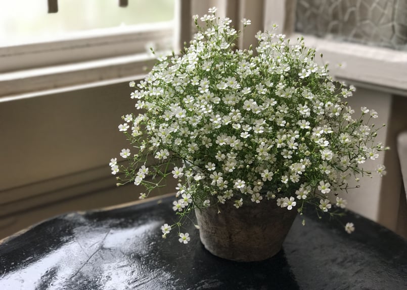 かすみ草 鉢植え | kiccorie