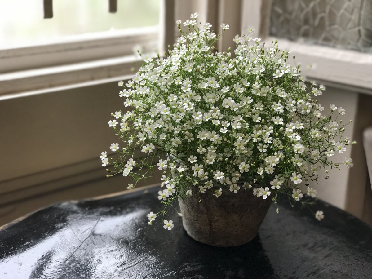 かすみ草 鉢植え | kiccorie