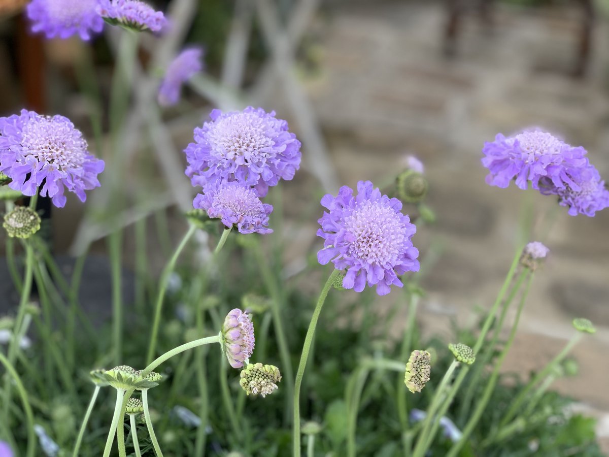 スカビオサ パープル | kiccorie