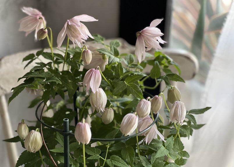 クレマチス・アトラゲネ系