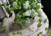 寄植え　ブリキ