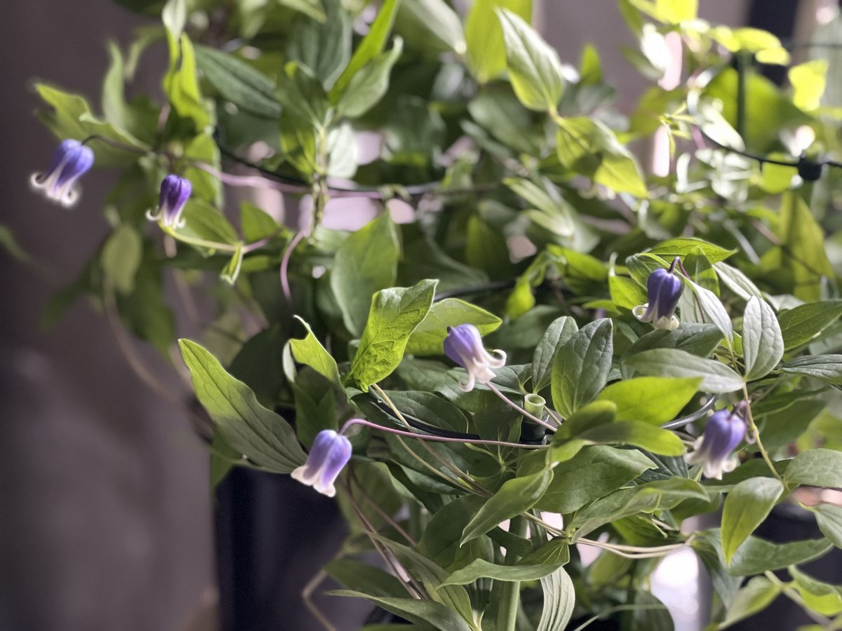 希少【ベル型 壺型 四季咲き】バーシカラー　クレマチス　苗　B1 希少【ベル型 壺型 四季咲き】バーシカラー クレマチス 苗 B1