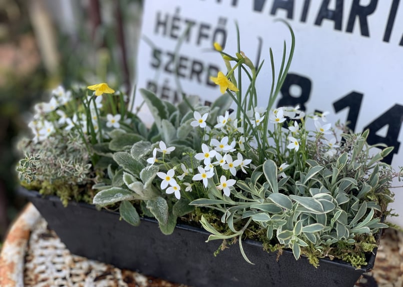 寄植え【苗のみ】 | kiccorie