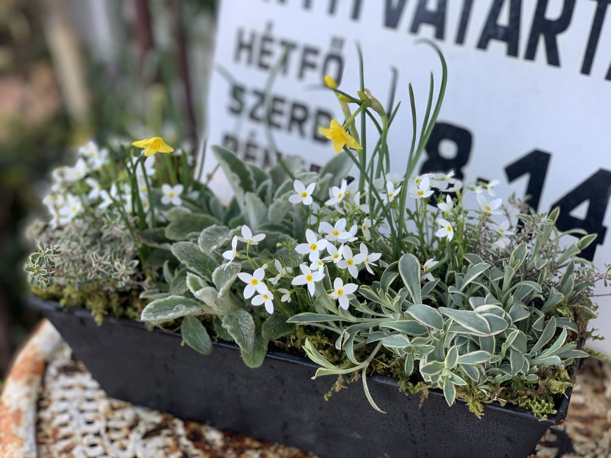 寄植え【苗のみ】 | kiccorie