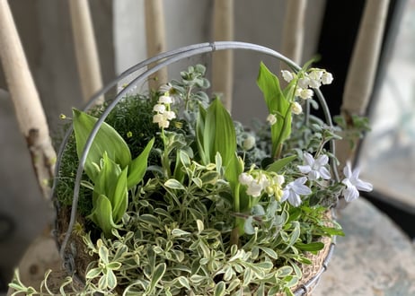 寄植え　ワイヤーバスケット