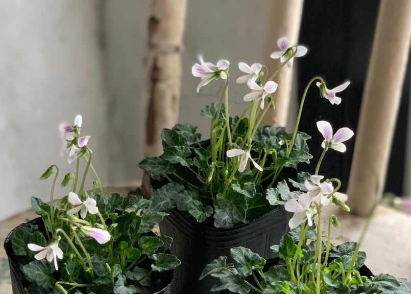 スミレ 四季咲き 八重山スミレ | kiccorie