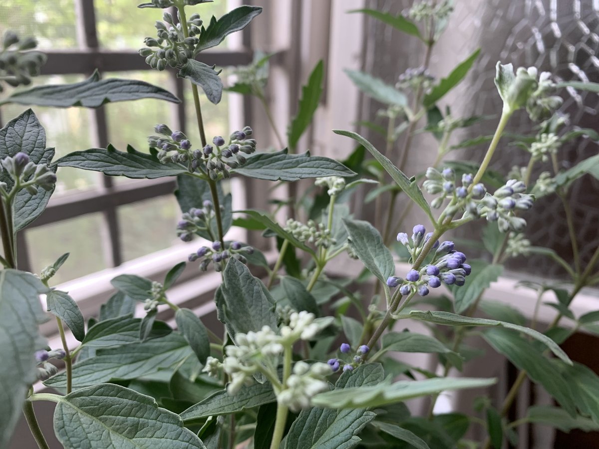 カリオプテリス スターリングシルバー | kiccorie