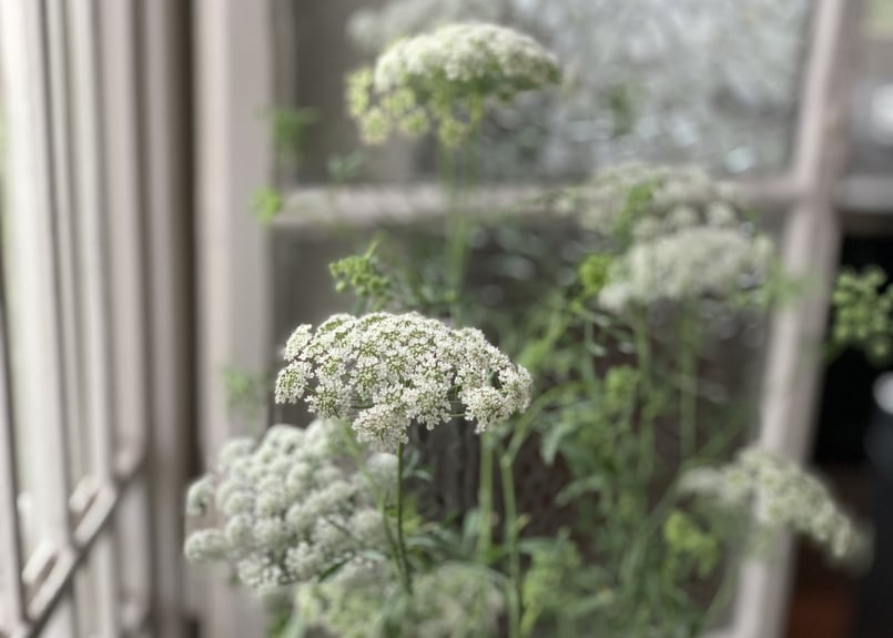 ホワイトレースフラワー | kiccorie