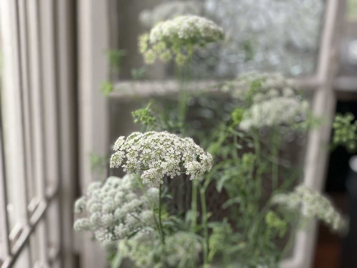 ホワイトレースフラワー | kiccorie