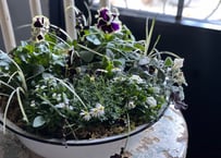 寄植え　ホーロー
