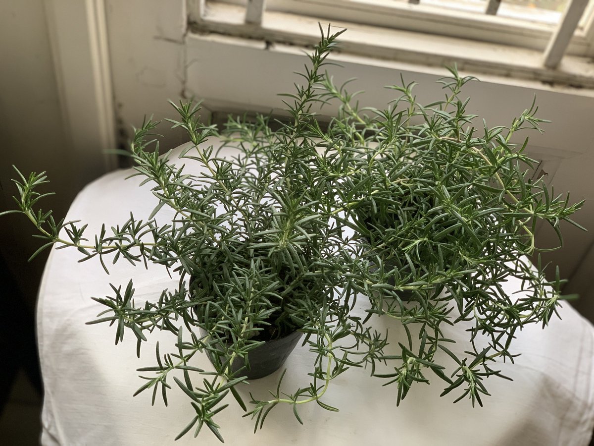 森の音、フランキンセンス、スペアミント、ローズマリー fit=scale-down,w=1200