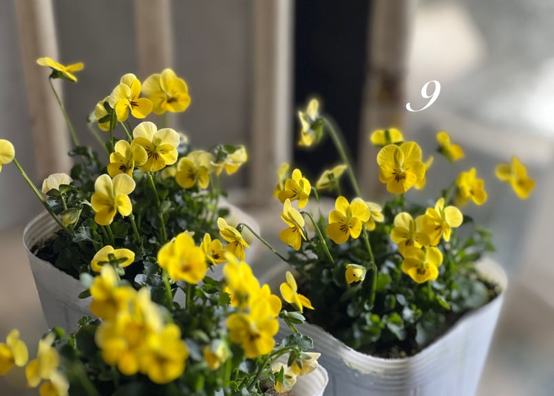 ビオラ ビオレッタ No.6〜9 | kiccorie